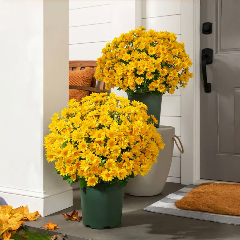 AutumnBloom – Beauté automnale durable sans entretien !