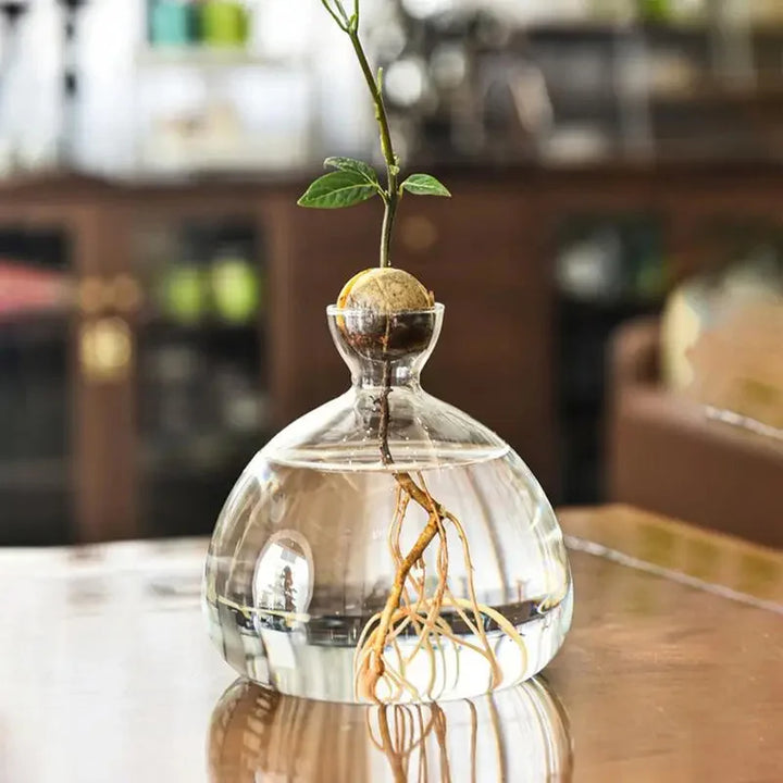 Vase Avocat en Verre | Verre de Germination Transparent | Contenant pour la Culture d'Avocat | 10–15 cm