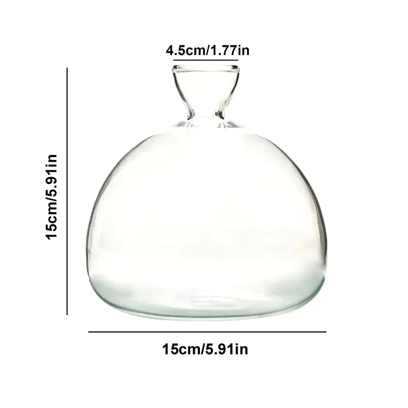 Vase Avocat en Verre | Verre de Germination Transparent | Contenant pour la Culture d'Avocat | 10–15 cm