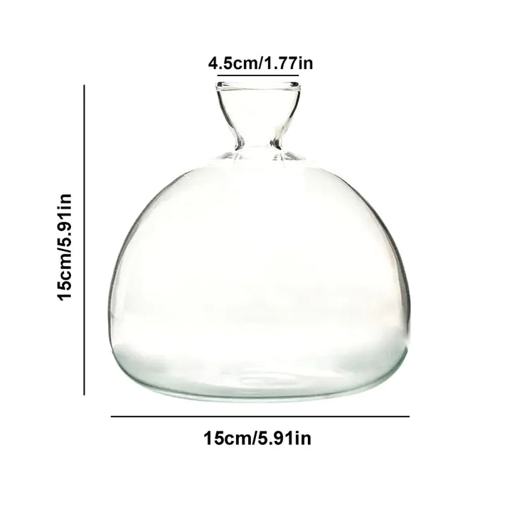 Vase Avocat en Verre | Verre de Germination Transparent | Contenant pour la Culture d'Avocat | 10–15 cm