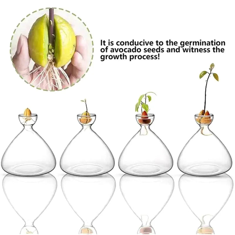 Vase Avocat en Verre | Verre de Germination Transparent | Contenant pour la Culture d'Avocat | 10–15 cm