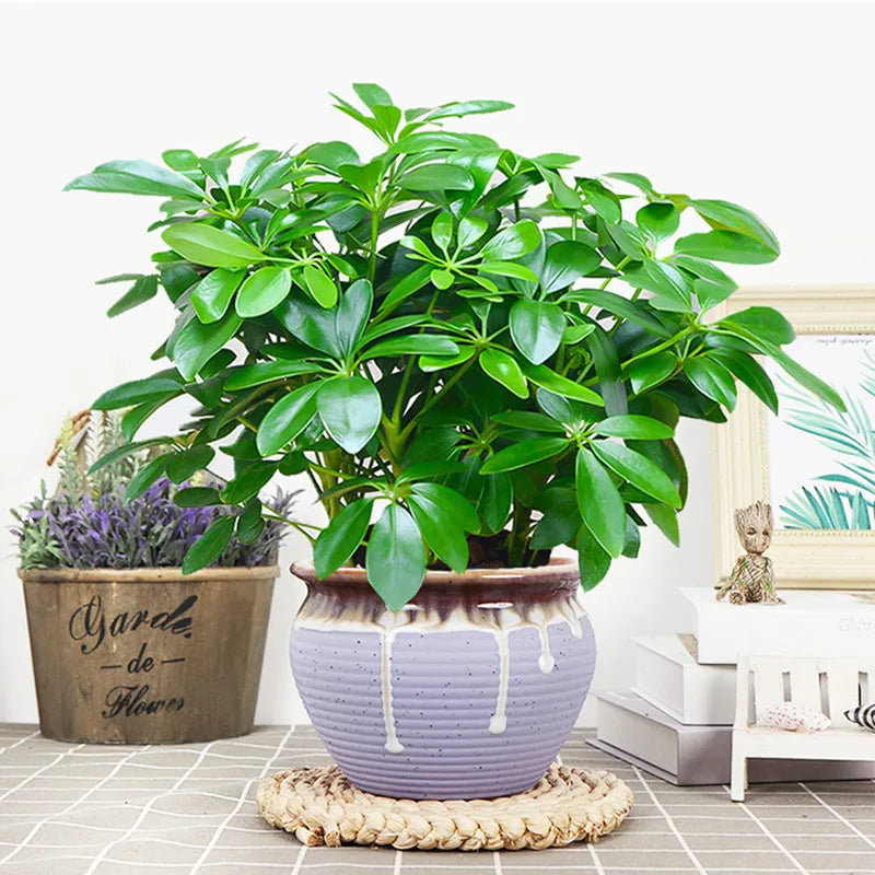 Plante artificielle EverLeaf 33 | 33 cm | Avec tige et feuilles | Décoration facile à entretenir pour la maison et le bureau