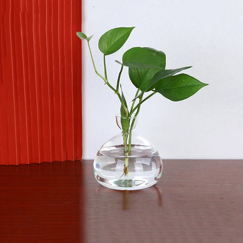 Vase Avocat en Verre | Verre de Germination Transparent | Contenant pour la Culture d'Avocat | 10–15 cm