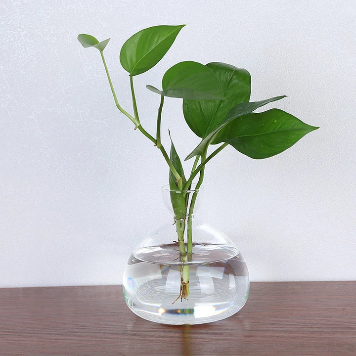 Vase Avocat en Verre | Verre de Germination Transparent | Contenant pour la Culture d'Avocat | 10–15 cm