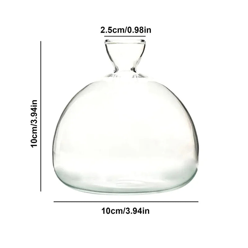 Vase Avocat en Verre | Verre de Germination Transparent | Contenant pour la Culture d'Avocat | 10–15 cm