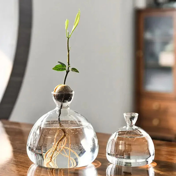 Vase Avocat en Verre | Verre de Germination Transparent | Contenant pour la Culture d'Avocat | 10–15 cm