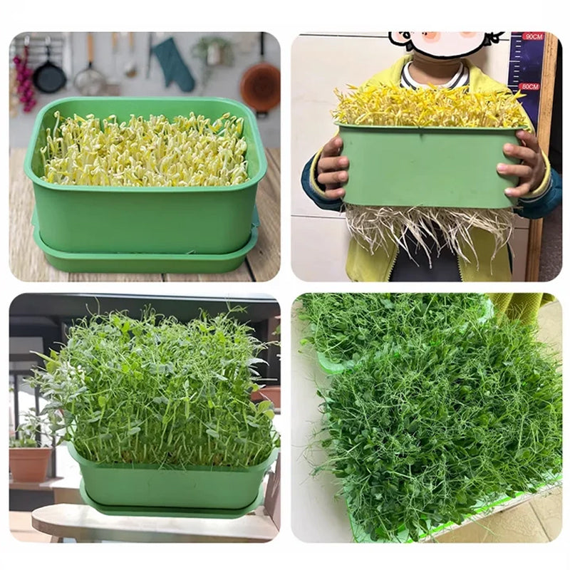 1+1 GRATUIT | GreenBox – Faites pousser vos propres germes frais chaque jour