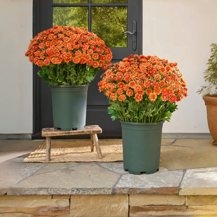 AutumnBloom – Beauté automnale durable sans entretien !