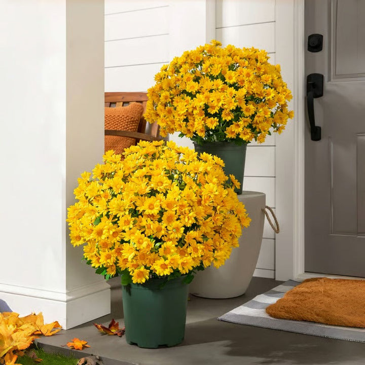AutumnBloom – Beauté automnale durable sans entretien !